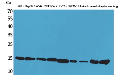 CyPA rabbit pAb - image 1