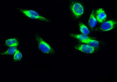 Cdk4 rabbit pAb - image 1