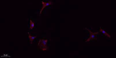 IL-1β rabbit pAb - image 1