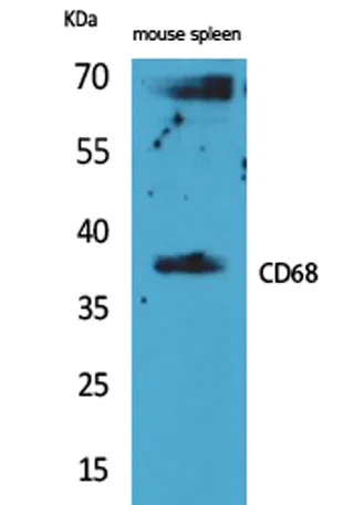 CD68 rabbit pAb - image 1