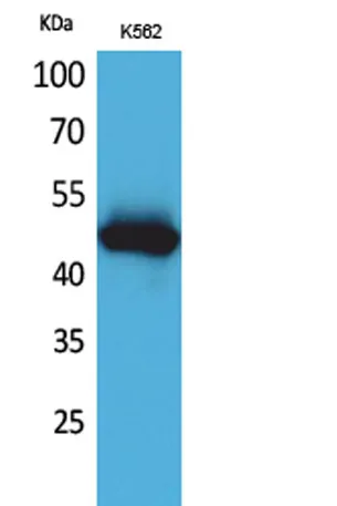 IL-5Rα rabbit pAb - image 1