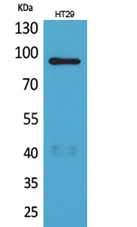 Neuregulin-2 rabbit pAb - image 1