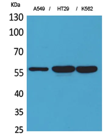 ERp57 rabbit pAb - image 1