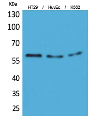 CYP11B1/2 rabbit pAb