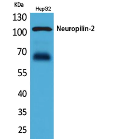 Neuropilin-2 rabbit pAb - image 1
