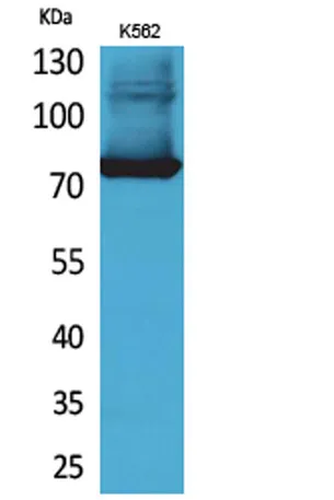 Transferrin rabbit pAb