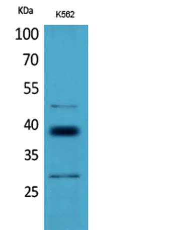 CD1D rabbit pAb - image 1