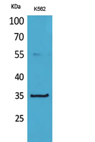 CD32-A rabbit pAb - image 1