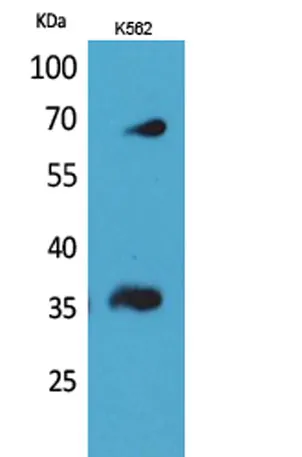CD32-B/C rabbit pAb - image 1