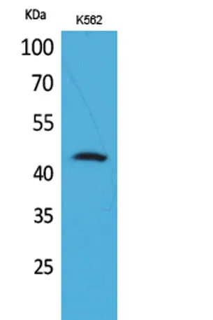 CD48 rabbit pAb - image 1