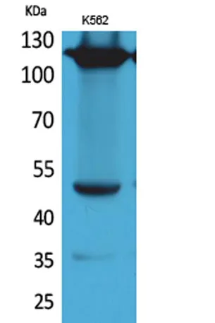 Integrin α4 rabbit pAb - image 1
