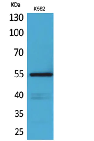 CD55 rabbit pAb - image 1