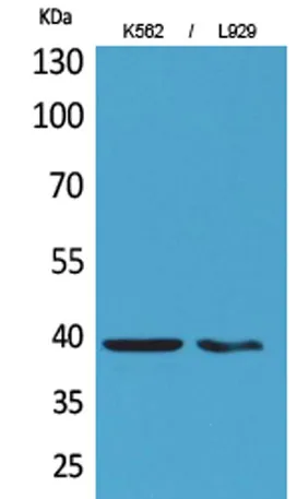 CD84 rabbit pAb - image 1