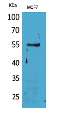 CD85g rabbit pAb - image 1