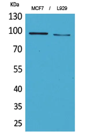 CD100 rabbit pAb - image 1