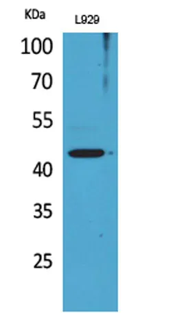 Siglec-5/14 rabbit pAb - image 1