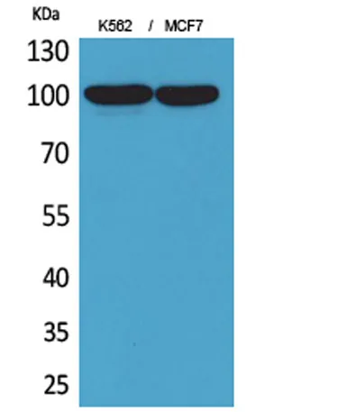 CD203c rabbit pAb - image 1