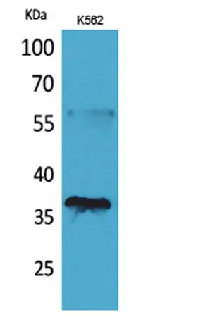 CD207 rabbit pAb - image 1