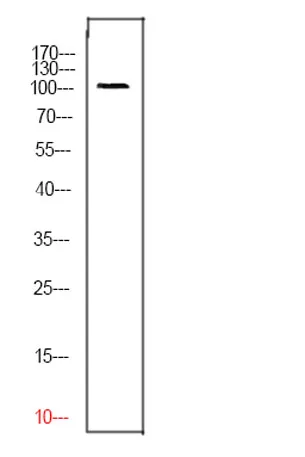 CD276 rabbit pAb - image 1