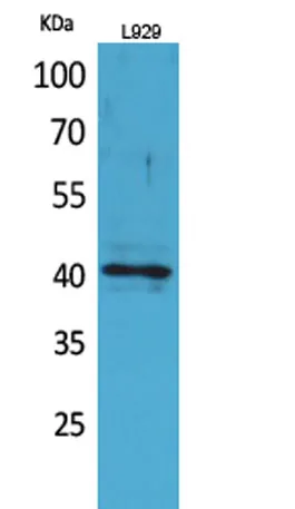 CKR-3 rabbit pAb - image 1