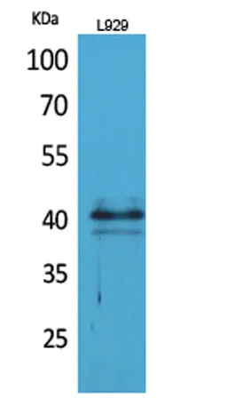CKR-4 rabbit pAb - image 1