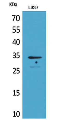 Osteoglycin rabbit pAb