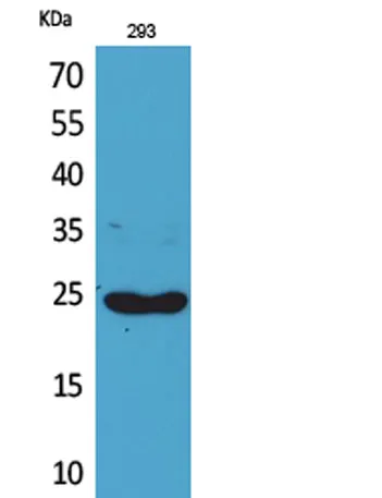 Lymphotactin rabbit pAb - image 1