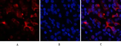 Bcl-6 rabbit pAb - image 1