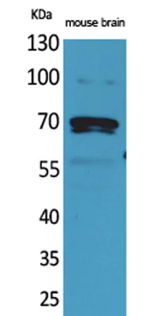 Amphiphysin II rabbit pAb - image 1