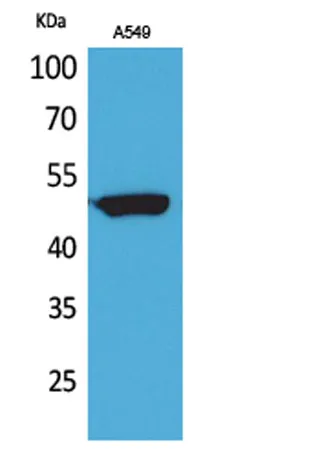 HNF-3α/β/γ rabbit pAb - image 1