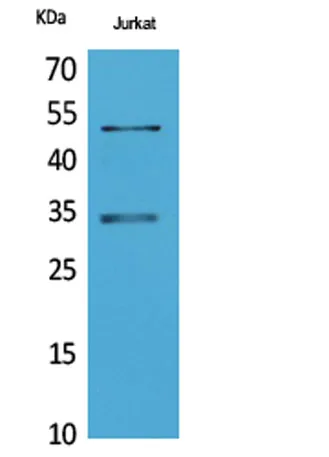 MyoD rabbit pAb - image 1