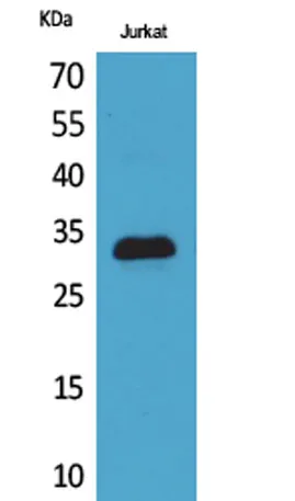 p57 rabbit pAb