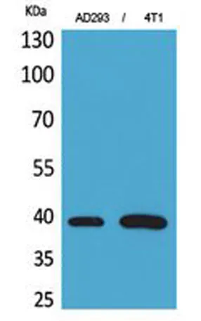 Troponin T-C rabbit pAb - image 1