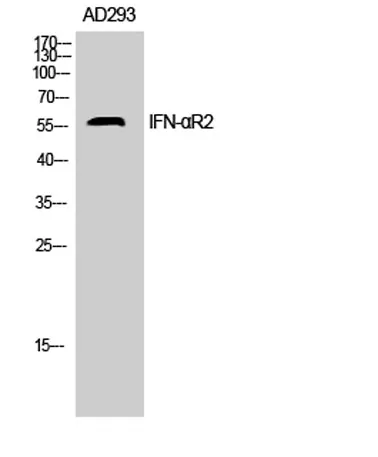 IFN-αR2 rabbit pAb - image 1