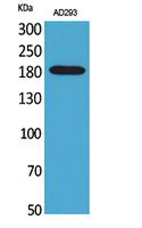 Macroglobulin α-2 rabbit pAb - image 1