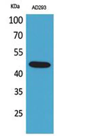 SCYL1BP1 rabbit pAb