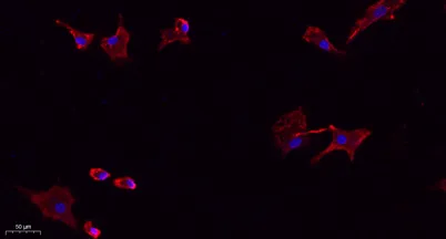 NTCP rabbit pAb - image 1