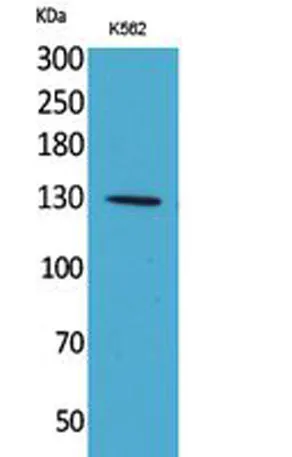 Apaf-1 rabbit pAb - image 1