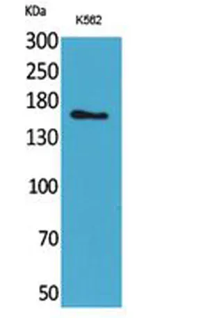 Laminin γ-2 rabbit pAb - image 1