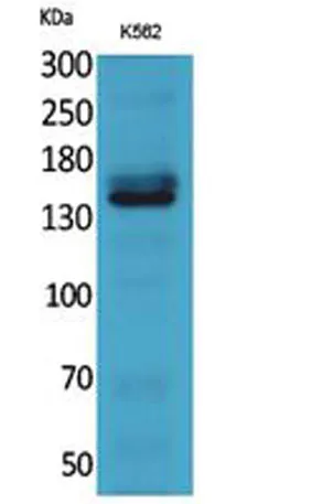 RFC1 rabbit pAb - image 1