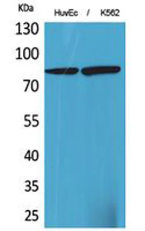 17β-HSD4 rabbit pAb - image 1