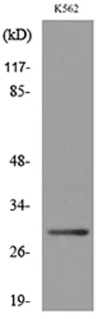 VDAC1 rabbit pAb - image 1