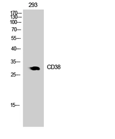 CD38 rabbit pAb - image 1