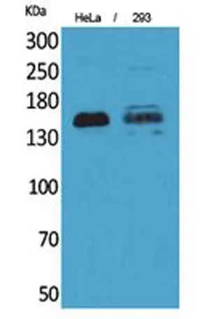 CD148 rabbit pAb