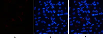 HSP70 rabbit pAb - image 1