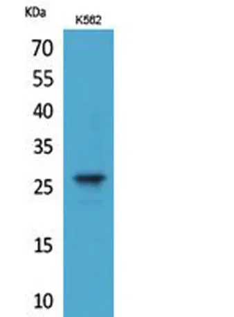 FGF-8 rabbit pAb - image 1