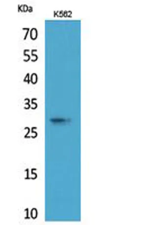 ApoA-I rabbit pAb - image 1