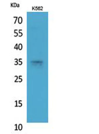 Syntaxin 1 rabbit pAb - image 1