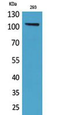 Neuropilin rabbit pAb