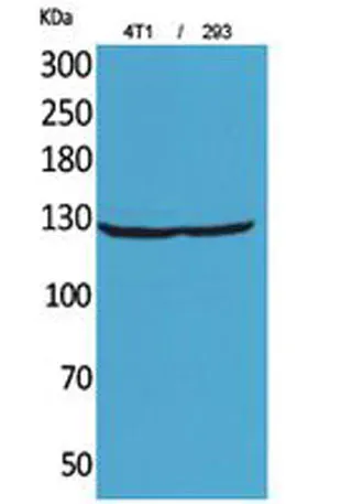 Integrin αD rabbit pAb